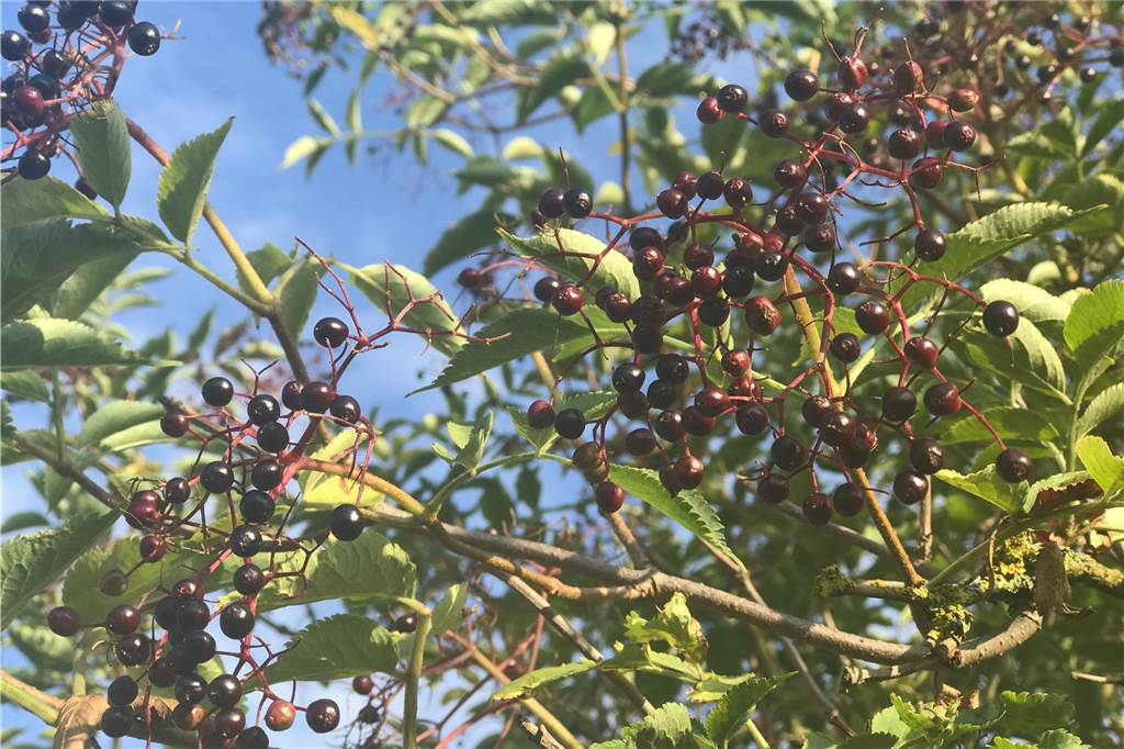 Obst am Wegesrand und im Wald pflücken: darf man das? Obst am Wegesrand und im Wald pflücken: darf man das?