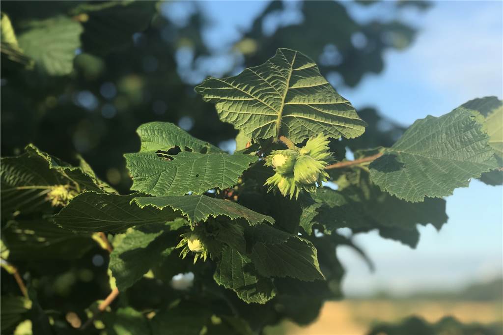 Obst am Wegesrand und im Wald pflücken: darf man das? Obst am Wegesrand und im Wald pflücken: darf man das?