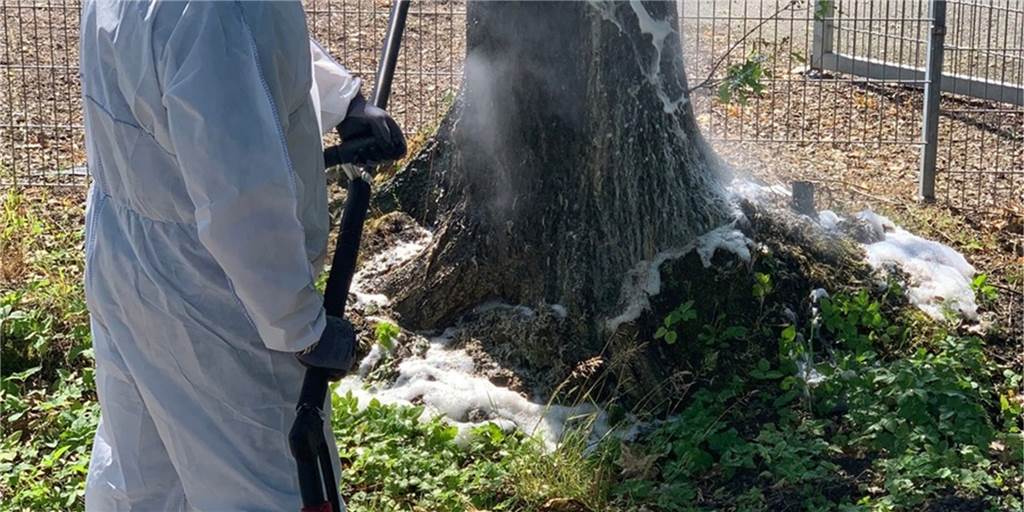 Schaum, Meisen und Co.: So könnten die Eichenprozessionsspinner 2020 zurückgedrängt werden Schaum, Meisen und Co.: So könnten die Eichenprozessionsspinner 2020 zurückgedrängt werden
