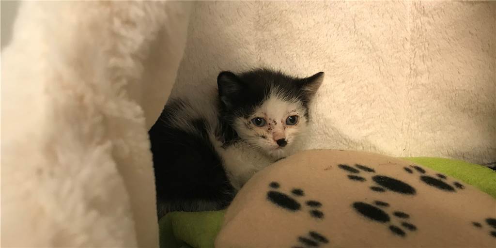 In Julias Tierheim wird täglich gegen das Katzenelend gekämpft In Julias Tierheim wird täglich gegen das Katzenelend gekämpft