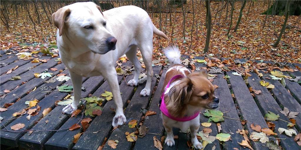 Die Hündinnen Bella und Lilli sind wie Mama und Kind Die Hündinnen Bella und Lilli sind wie Mama und Kind