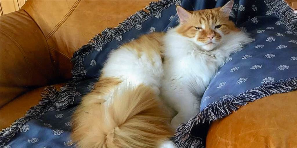 Kater Carlo ist eigentlich eher ein Hund Kater Carlo ist eigentlich eher ein Hund