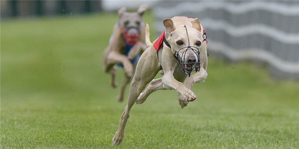 Bellini ist der schnellste Windhund Europas Bellini ist der schnellste Windhund Europas