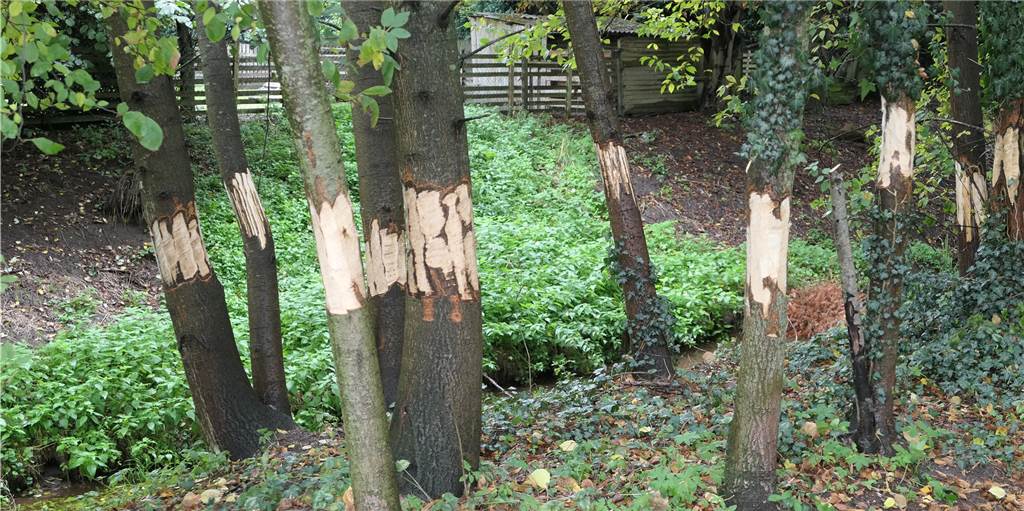 Bäume am Ölbach angeschnitten: Vandalismus oder Schutz der Natur? Bäume am Ölbach angeschnitten: Vandalismus oder Schutz der Natur?