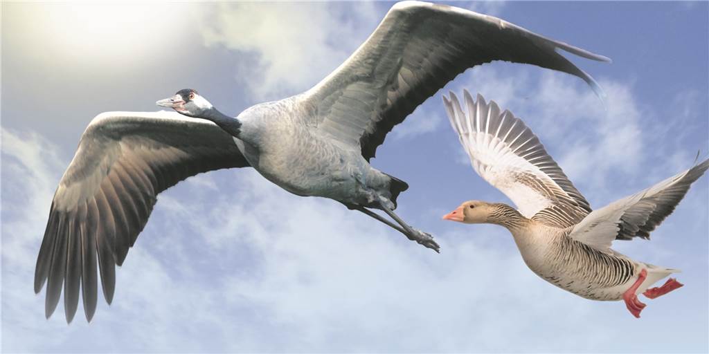 Vogelzug in Richtung Süden hat begonnen: So erkennen Sie, ob es sich um Kraniche handelt Vogelzug in Richtung Süden hat begonnen: So erkennen Sie, ob es sich um Kraniche handelt