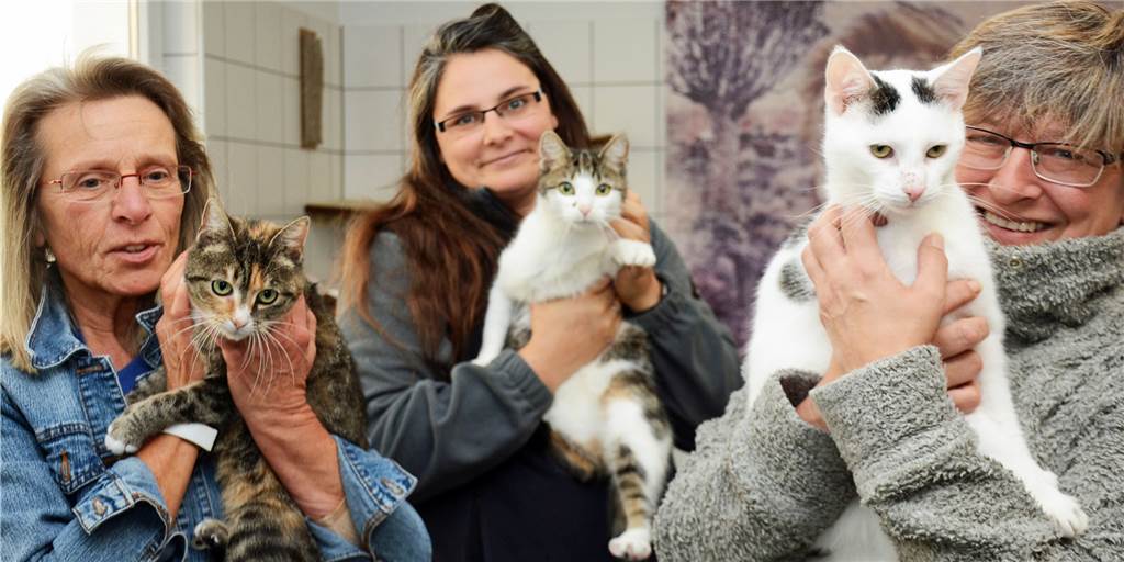 Obergrenze erreicht: Warum immer mehr Katzenbabys im Tierheim Dorsten landen Obergrenze erreicht: Warum immer mehr Katzenbabys im Tierheim Dorsten landen