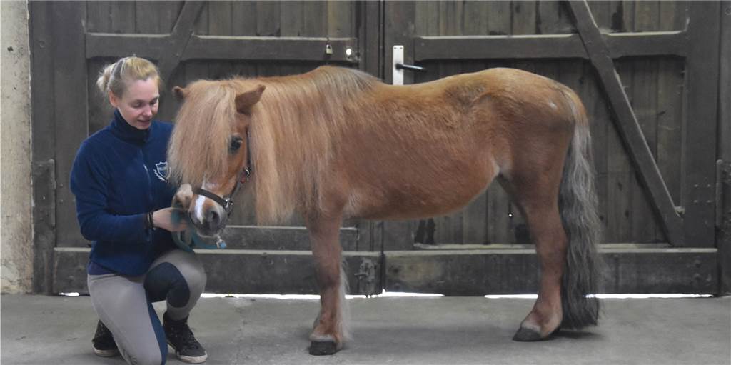 Pony-Schändung? Vor Gericht ging es nur noch um Hausfriedensbruch Pony-Schändung? Vor Gericht ging es nur noch um Hausfriedensbruch