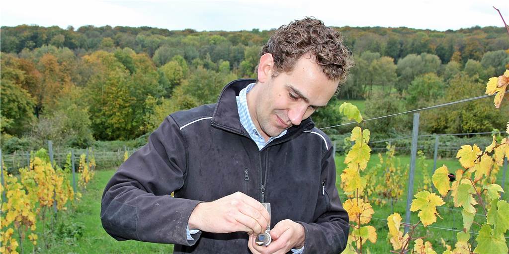 Wein aus Cappenberg: So lief die erste Lese auf dem Weingut des Grafen von Kanitz