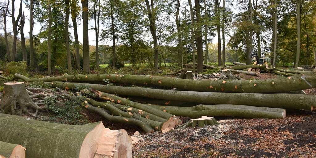 Kahlschlag: Karnickelberg verliert seine Attraktion