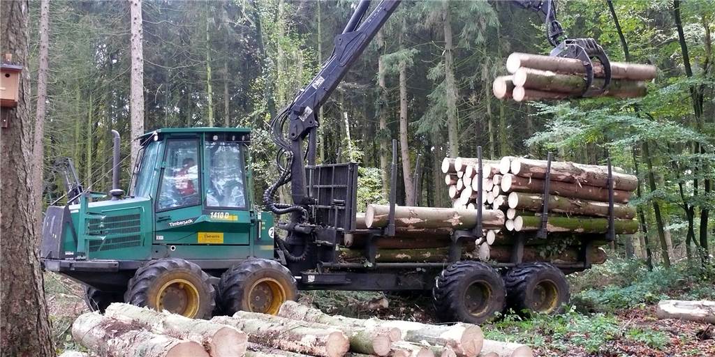 Borkenkäfer hat Bäume im Oedinger Busch so schwer beschädigt, dass sie gefällt werden Borkenkäfer hat Bäume im Oedinger Busch so schwer beschädigt, dass sie gefällt werden