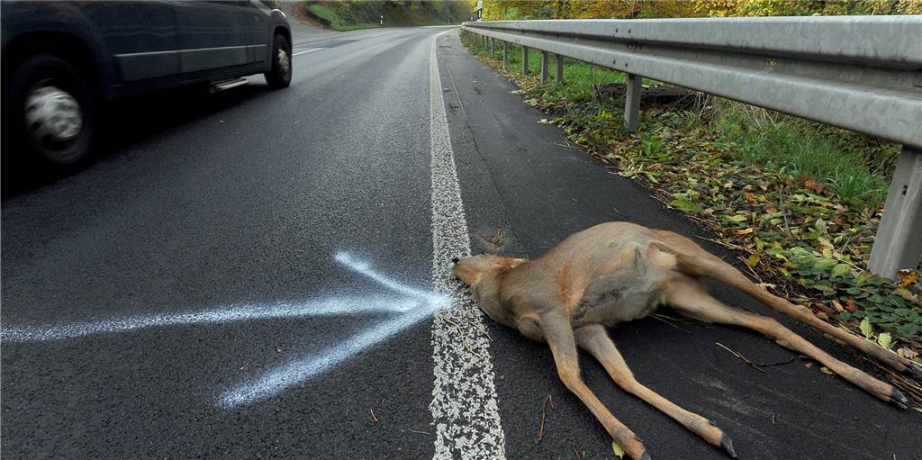 Hängepartie im Jagdbezirk: Jäger warnt vor wachsender Wildpopulation und Unfallgefahr Hängepartie im Jagdbezirk: Jäger warnt vor wachsender Wildpopulation und Unfallgefahr