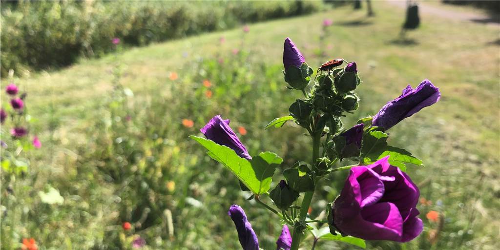 Diese Flächen sollen Wildblumenwiesen werden - Kosten: fünfstelliger Euro-Betrag! Diese Flächen sollen Wildblumenwiesen werden - Kosten: fünfstelliger Euro-Betrag!