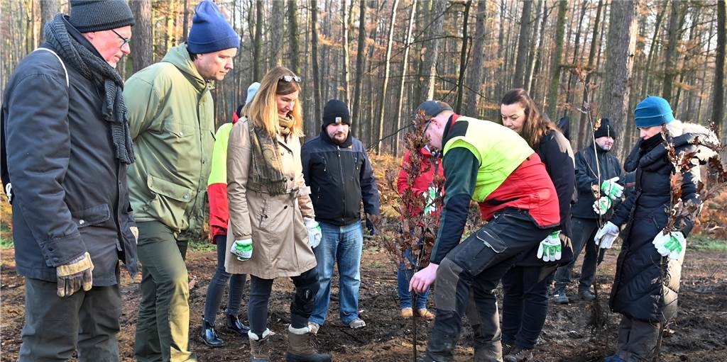 Aufforstung in der Haard: Junger Wald soll künftige Generationen mit guter Luft versorgen Aufforstung in der Haard: Junger Wald soll künftige Generationen mit guter Luft versorgen