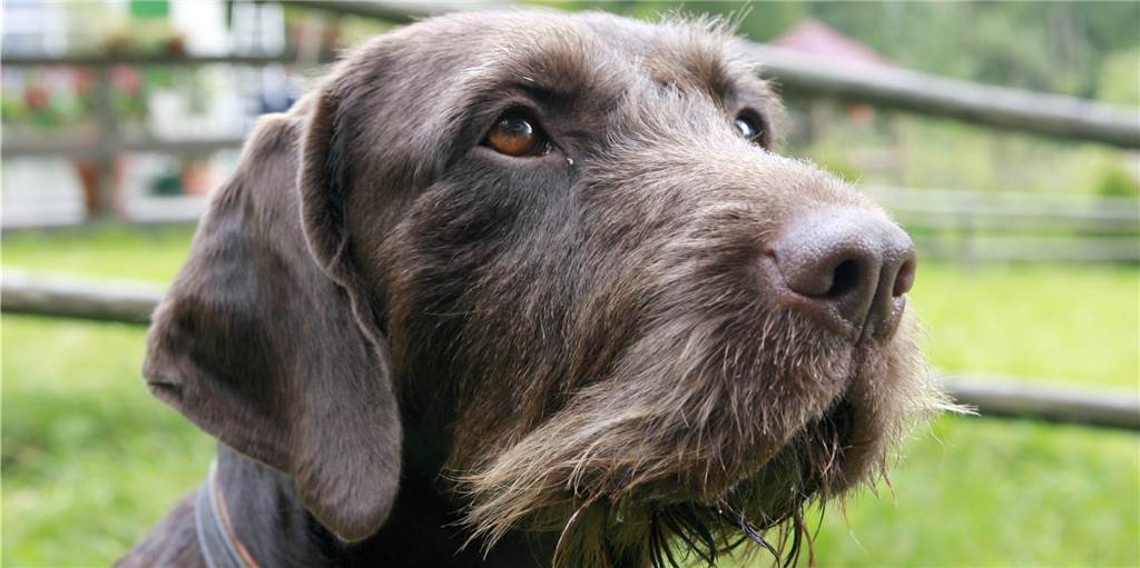 Entlastung von der Hundesteuer wird es nicht geben - von Ausnahmen abgesehen Entlastung von der Hundesteuer wird es nicht geben - von Ausnahmen abgesehen