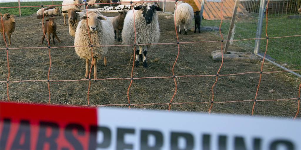 Im Koks-Rausch eskaliert der Streit um Opferschafe auf Dorstener Bauernhof Im Koks-Rausch eskaliert der Streit um Opferschafe auf Dorstener Bauernhof