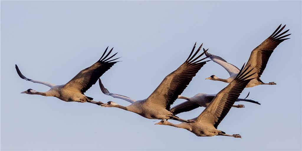 Glücksvögel über Cappenberg: Verspäteter Flug der Kraniche gen Süden zum Jahreswechsel Glücksvögel über Cappenberg: Verspäteter Flug der Kraniche gen Süden zum Jahreswechsel