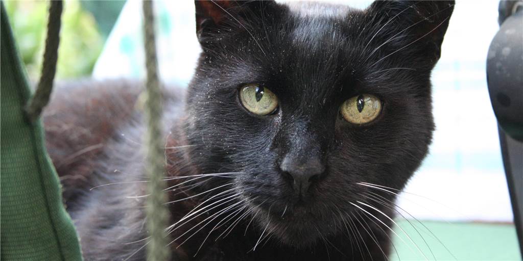 Viele Dortmunder Katzenhalter müssen ihre Tiere künftig beim Ordnungsamt anmelden Viele Dortmunder Katzenhalter müssen ihre Tiere künftig beim Ordnungsamt anmelden