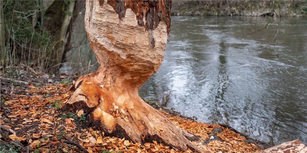 Spaziergänger in Kirchheller Heide sorgen sich um angenagte Bäume – das ist der „Übeltäter“ Spaziergänger in Kirchheller Heide sorgen sich um angenagte Bäume – das ist der „Übeltäter“