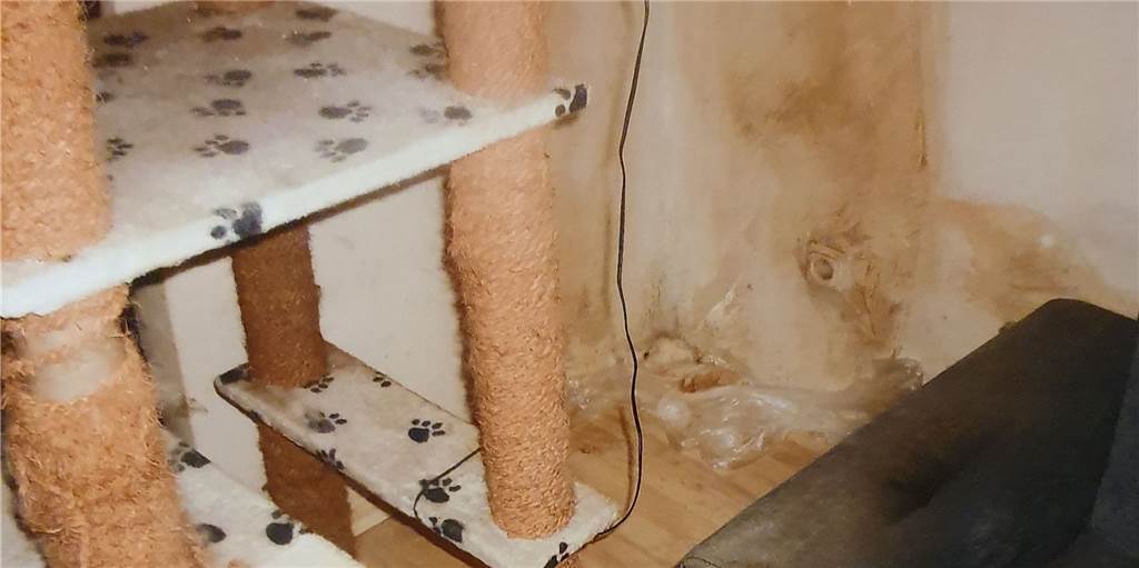 Schimmel in Vonovia-Wohnung: „Ich will da nicht mehr rein“ Schimmel in Vonovia-Wohnung: „Ich will da nicht mehr rein“