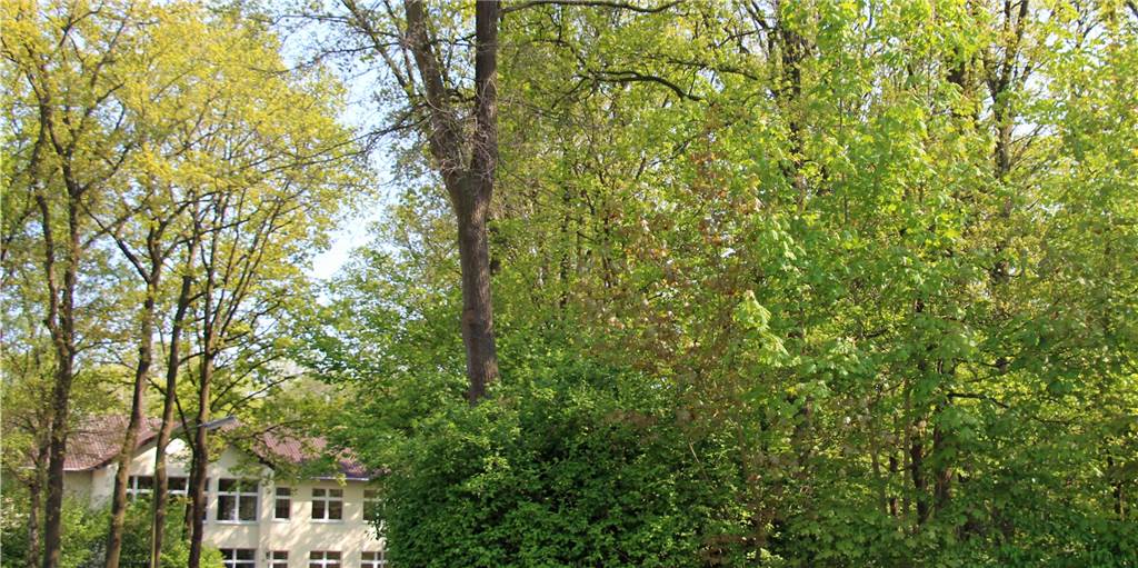 Wald rund um die ehemalige Pestalozzischule Selm bleibt „zum überwiegenden Teil“ erhalten Wald rund um die ehemalige Pestalozzischule Selm bleibt „zum überwiegenden Teil“ erhalten