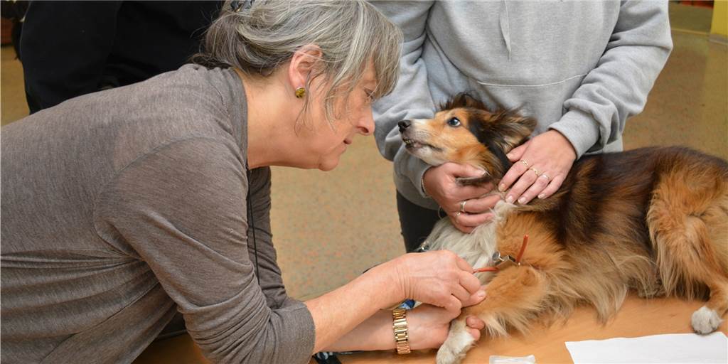 Dr. Barbara Seibert bei der ehrenamtlichen Behandlung eines Hundes im Streetwork-Café in Dortmund.