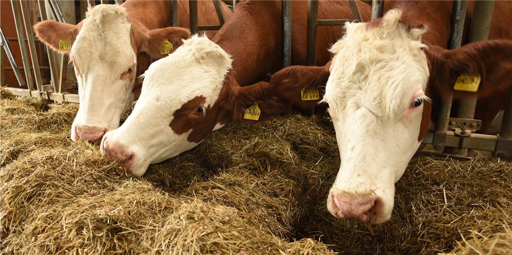 Landwirt muss seinen Rindern mehr Platz im Stall gewähren Landwirt muss seinen Rindern mehr Platz im Stall gewähren