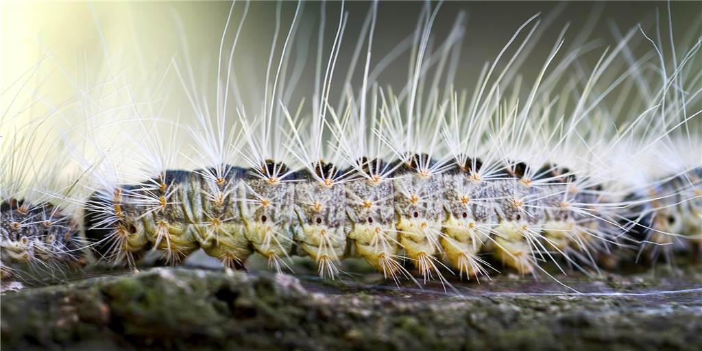Stadt Ahaus geht bei der Eindämmung des Eichenprozessionsspinners auch neue Wege Stadt Ahaus geht bei der Eindämmung des Eichenprozessionsspinners auch neue Wege