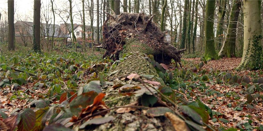 „Drastisch wenig Wasser“ bedroht Wälder: Försterin Andrea Balke schlägt Alarm „Drastisch wenig Wasser“ bedroht Wälder: Försterin Andrea Balke schlägt Alarm