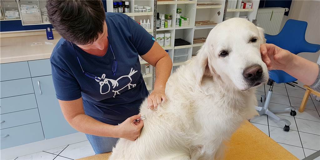 Behandlung beim Tierarzt wird für Castrop-Rauxeler Tierbesitzer teurer Behandlung beim Tierarzt wird für Castrop-Rauxeler Tierbesitzer teurer