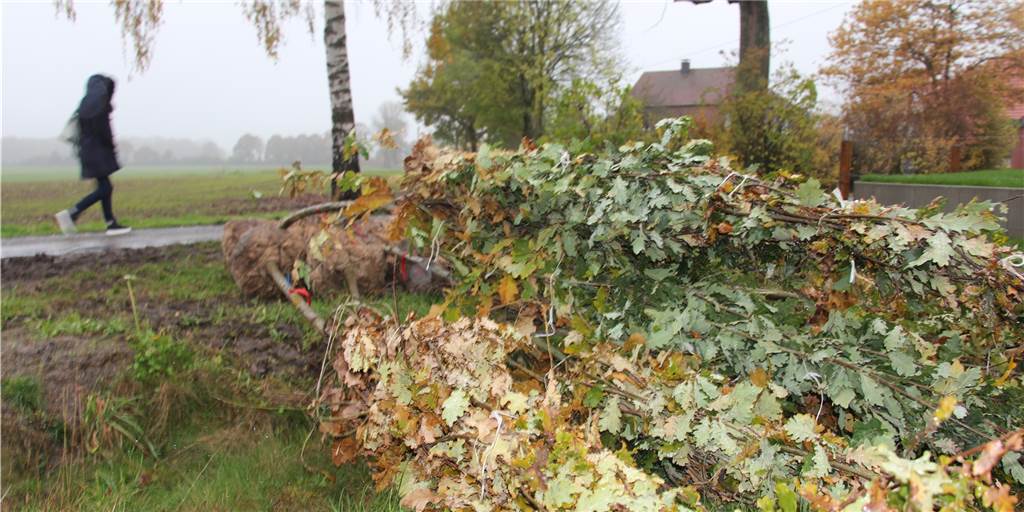 Eichen im Selmer Neubaugebiet kommen doch nicht - dafür gibt es ein lustiges Tauschgeschäft Eichen im Selmer Neubaugebiet kommen doch nicht - dafür gibt es ein lustiges Tauschgeschäft