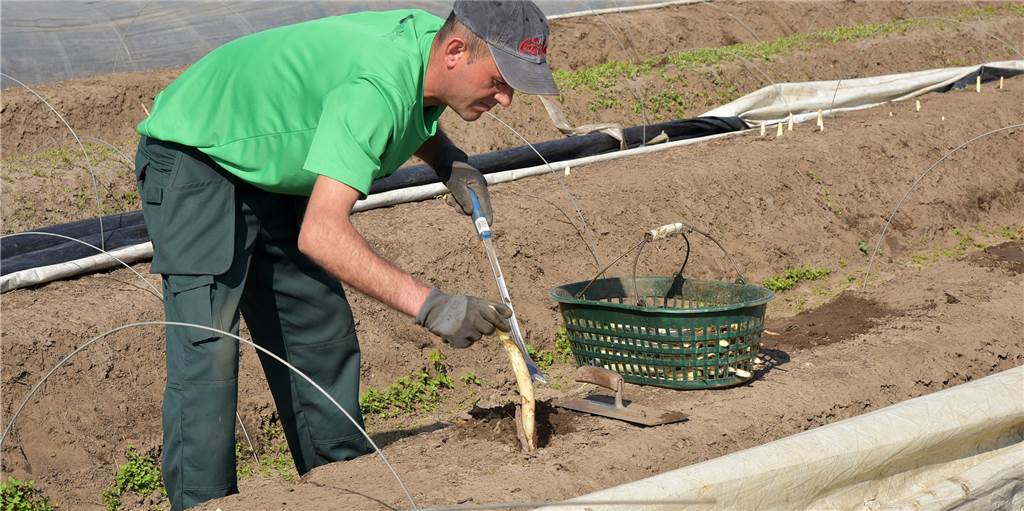 Spargelernte bei Schulze Wethmar: Lüner Landwirt hofft, dass Erntehelfer rechtzeitig kommen Für die Spargelernte auf dem Hof Schulze Wethmar kommen Erntehelfer aus Rumänien und Polen nach Lünen. Dieses Jahr könnte es Probleme geben.
