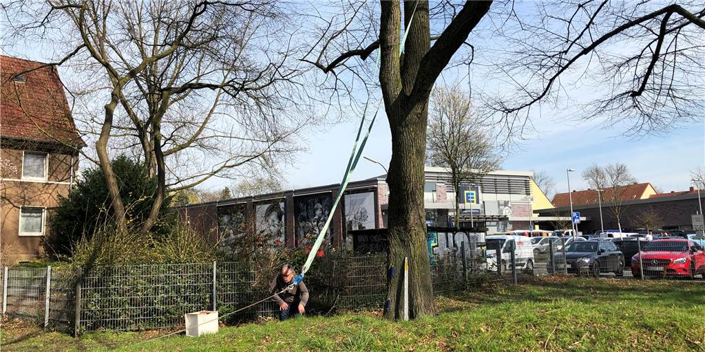 Große Linde in Eving im Visier - muss sie gefällt werden? Der Baumsachverständige Hermann Reinartz aus Köln und sein Mitarbeiter Jörg Cremer befestigten ein langes Seil an einer Linde in Eving und setzten es unter Spannung