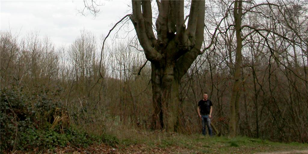 Tag des Waldes: Neue Hoffnung für alte Stockbuche in Stadtlohn Über 30 Meter hoch, weit mehr als 200 Jahre alt und auf dem Weg der Besserung: Die prämierte Stockbuche im Bockwinkel treibt wieder neu aus und wird weiterhin die Spaziergänger in Stadtlohn erfreuen.Gerwing