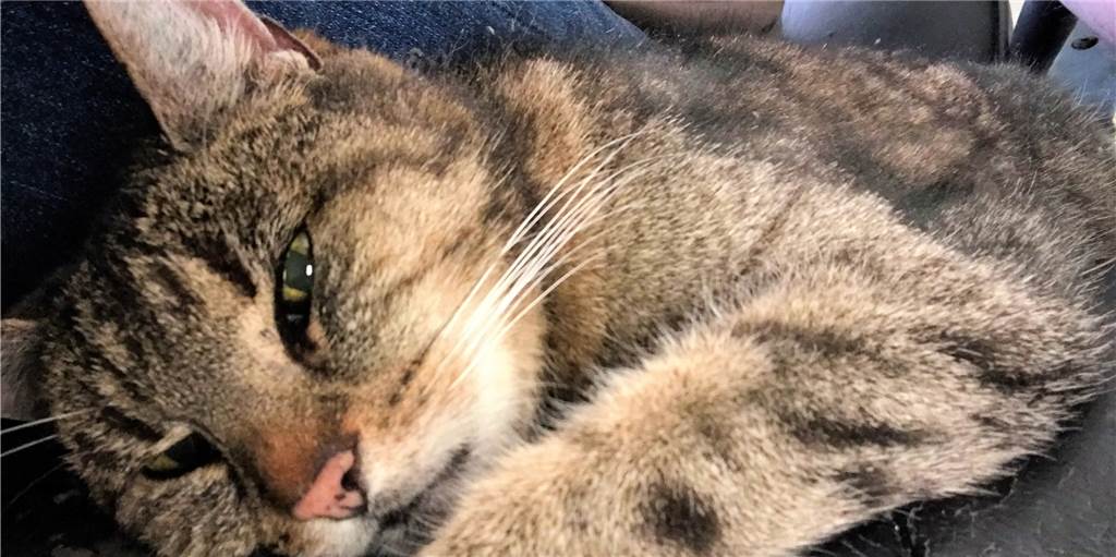 Projektil im Bauch: Unbekannter schießt mit Luftgewehr auf Katze Frieda Katze Frieda ist nach dem Bauchschuss und der anschließenden OP wieder auf dem Weg der Besserung.