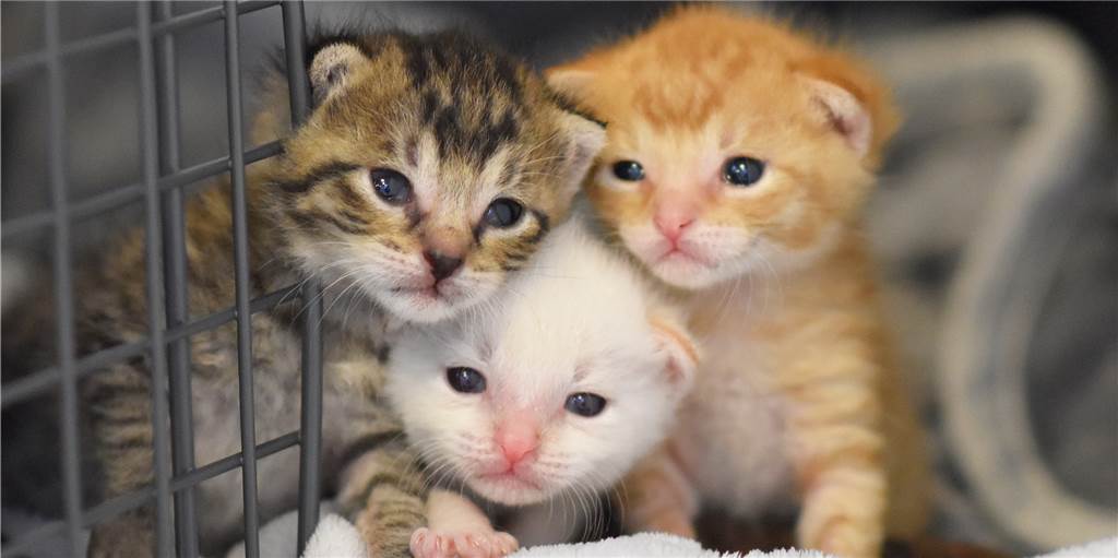 Katzenschutzverein sorgt sich wegen des Virus um freilebende Katzen Katzenschutzverein sorgt sich wegen des Virus um freilebende Katzen