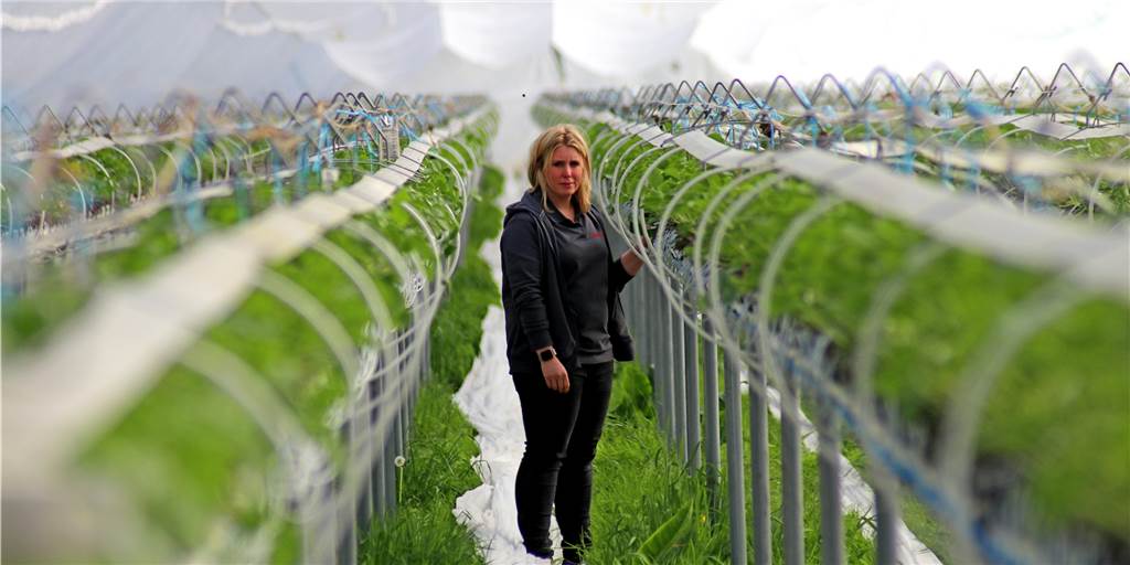 Bald Mangel an Obst, Salat, Gemüse? Landwirt malt düsteres Szenario Bald Mangel an Obst, Salat, Gemüse? Landwirt malt düsteres Szenario