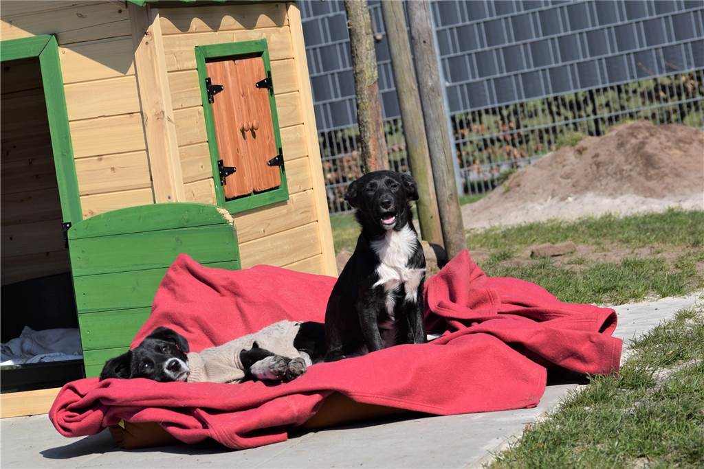 Corona macht in Julias Tierheim Probleme: Auch Gassi gehen muss jetzt ausfallen Tierheim-Alltag in Zeiten von Corona: Arina und ihre Schwester Liz genießen gemeinsam die Sonne. Für sie und die anderen Hunde ist genügend Gelegenheit zu Auslauf und Abwechslung.