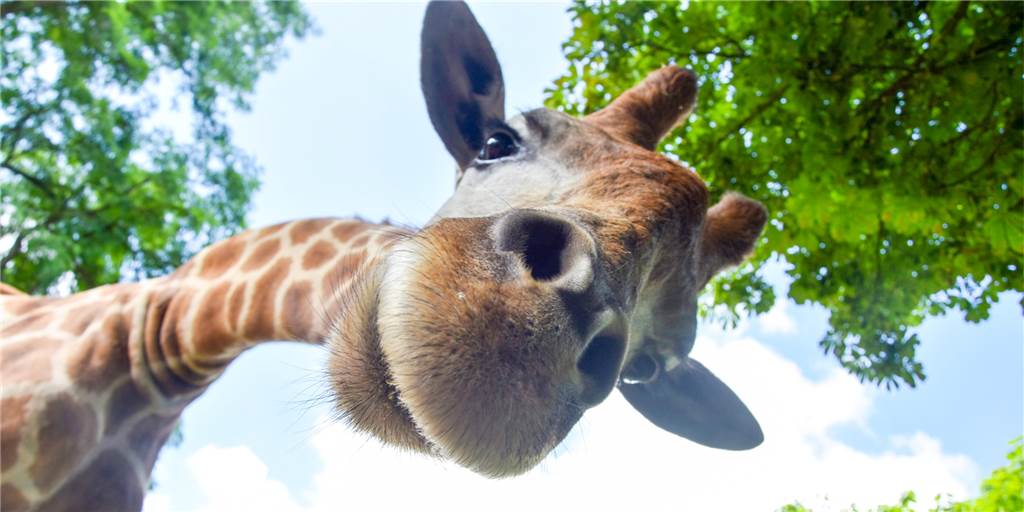 Gelangweilter Bulle, gefährdete Affen: Der Dortmunder Zoo und Corona