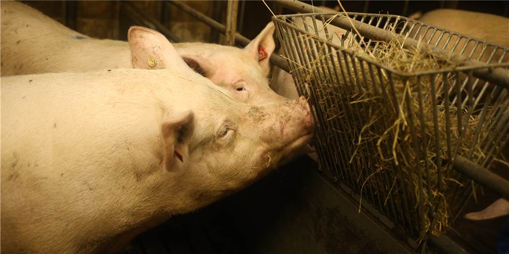 Schweine- und Milchbauern verfolgen die Entwicklung in der Corona-Krise mit Sorgen. Vor allem die Lage in den verarbeitenden Betrieben, in den Schlachthöfen und Molkereien, ist für sie entscheidend.