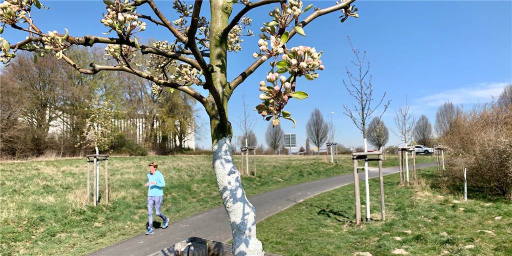 Das ist neu an der Stadtkrone Ost: Joggen durch Alleen An der Stadtkrone Ost sind zahlreiche neue Bäume gepflanzt worden.