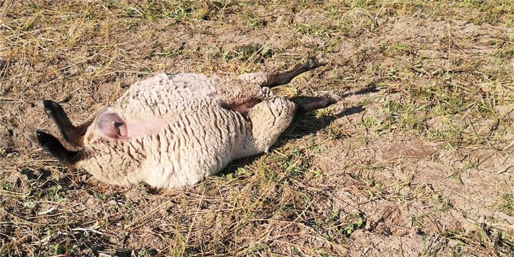 Arche90: Schäfer lässt trächtige Muttertiere leiden und sterben