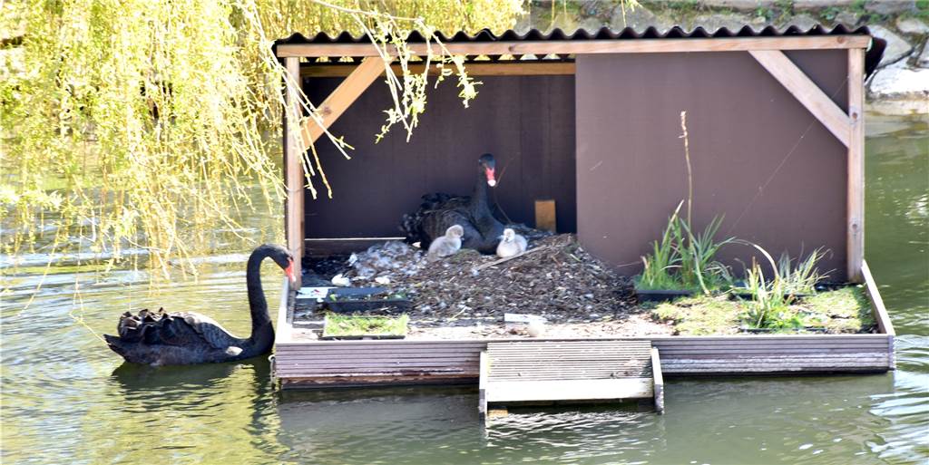 Trauerschwäne im Schlossgarten freuen sich über Nachwuchs Mindestens zwei Küken sind bei den Trauerschwänen im Ahauser Schlossgarten geschlüpft. Am Montagmorgen haben sie einen ersten vorsichtigen Blick aus dem Nest riskiert.