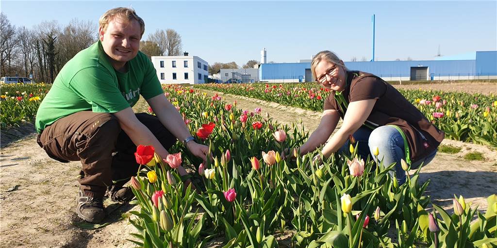 Blumen selber pflücken: Ferdinand Schulze Froning hat 100.000 Tulpen gepflanzt Ferdinand Schulze Froning (29) und seine Frau Johanna (26) bieten in diesem Jahr zum dritten Mal Blumen zum Selberpflücken an.