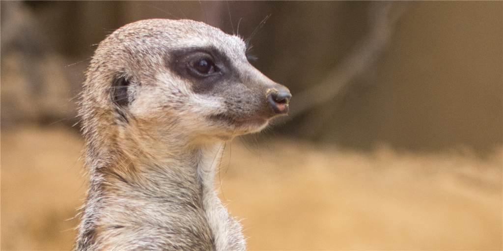 Die beliebtesten Patentiere im Dortmunder Zoo Die beliebtesten Patentiere im Dortmunder Zoo