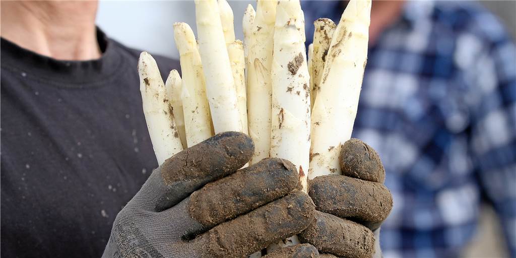 Auftakt Spargelsaison: Ab jetzt wird bei Schulze Blasum selbst gestochen Auftakt Spargelsaison: Ab jetzt wird bei Schulze Blasum selbst gestochen