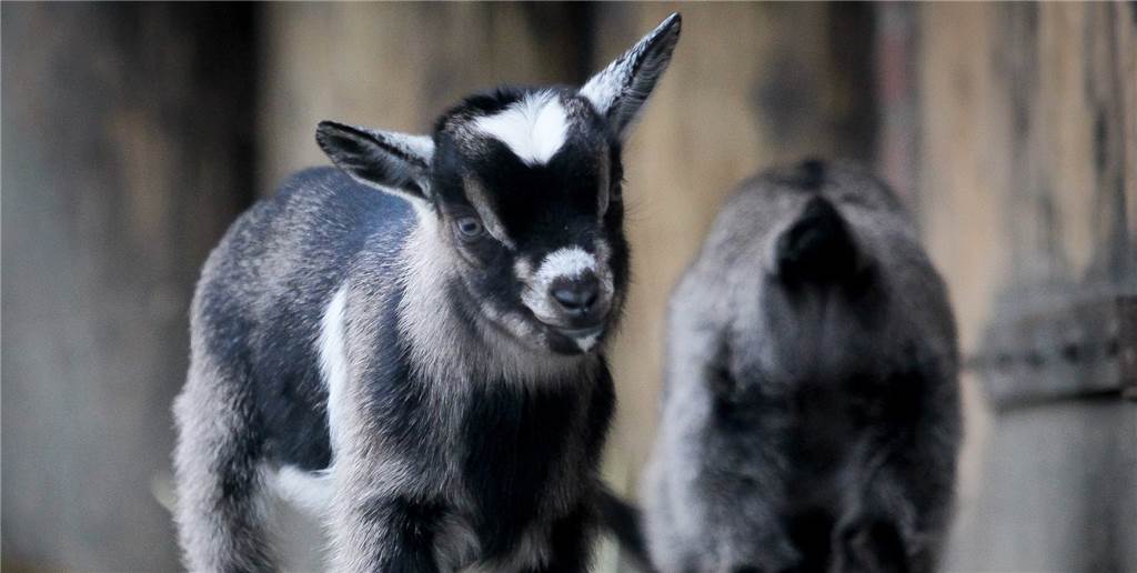 Zoo-Tiere schlachten wegen der Krise? Dortmunder Zoodirektor nimmt Stellung Zoo-Tiere schlachten wegen der Krise? Dortmunder Zoodirektor nimmt Stellung