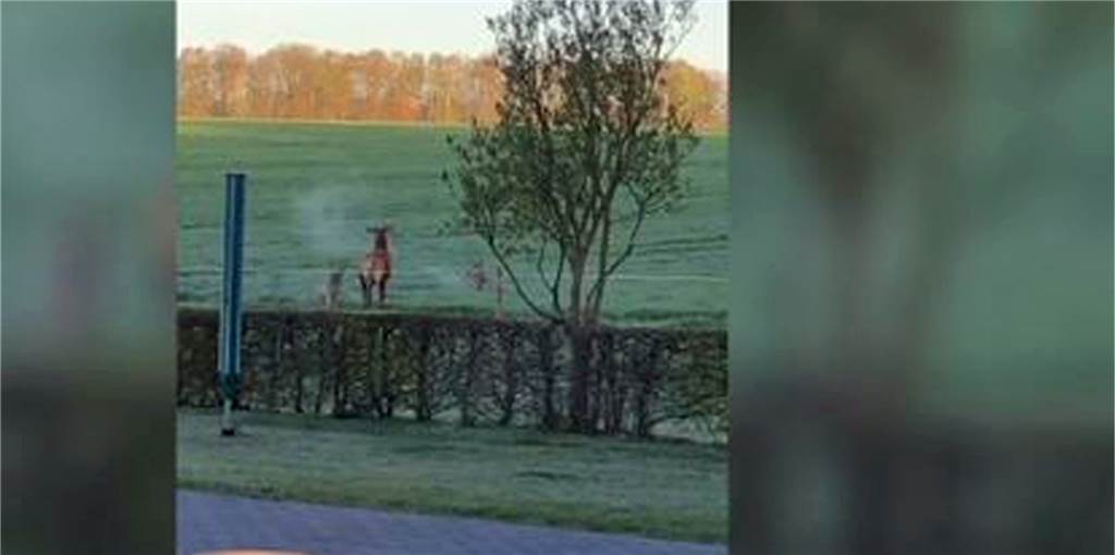 Experten bestätigen Video: Wölfe haben Hirsch in Hünxe attackiert Experten bestätigen Video: Wölfe haben Hirsch in Hünxe attackiert