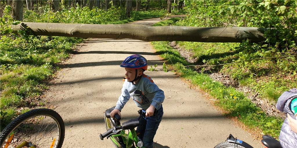 Riesiger Baum stürzt im Grävingholz zwischen zwei radelnde Kinder Auf diesen Weg im Grävingholzwald ist am Dienstagnachmittag eine Buche gefallen. Noch wenige Sekunden zuvor sind dort Arik (Foto) und sein Kumpel Nikolas geradelt