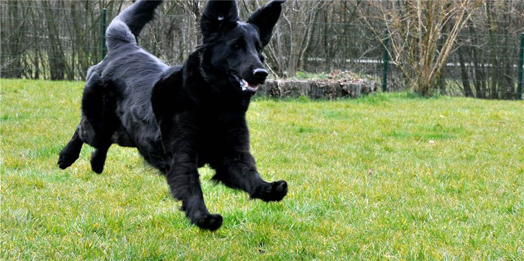 Hundewiese für Olfen: Bürgermeister Sendermann überrascht mit Angebot Auch Doro mag es, ohne Leine toben zu können - vielleicht bald auf einer Hundewiese in Olfen.