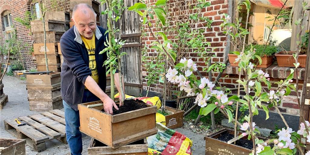 50 Apfelbäume sollen Köln-Berliner-Straße in Aplerbeck zur Allee machen Imker Ralf Schmidt beim Einpflanzen der Apfelbäume